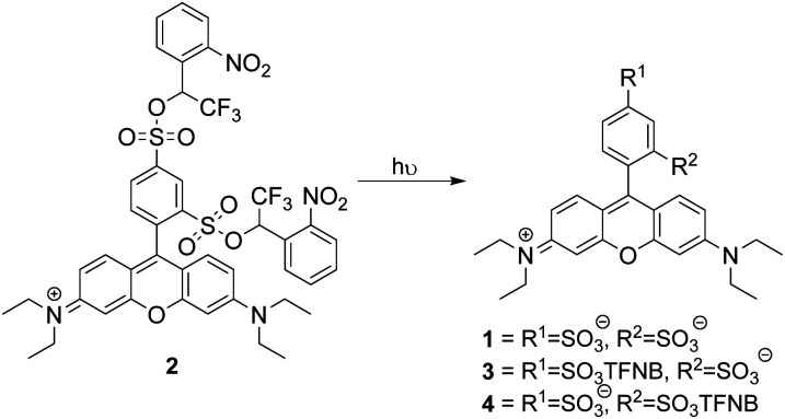 Scheme 1