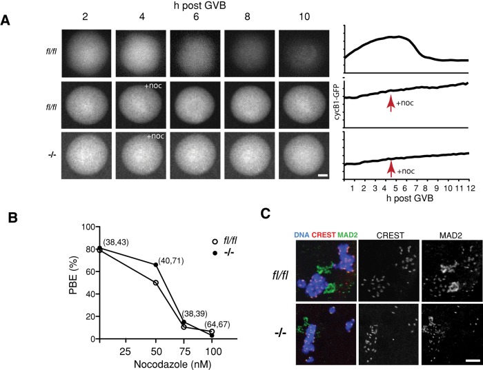 FIGURE 3: