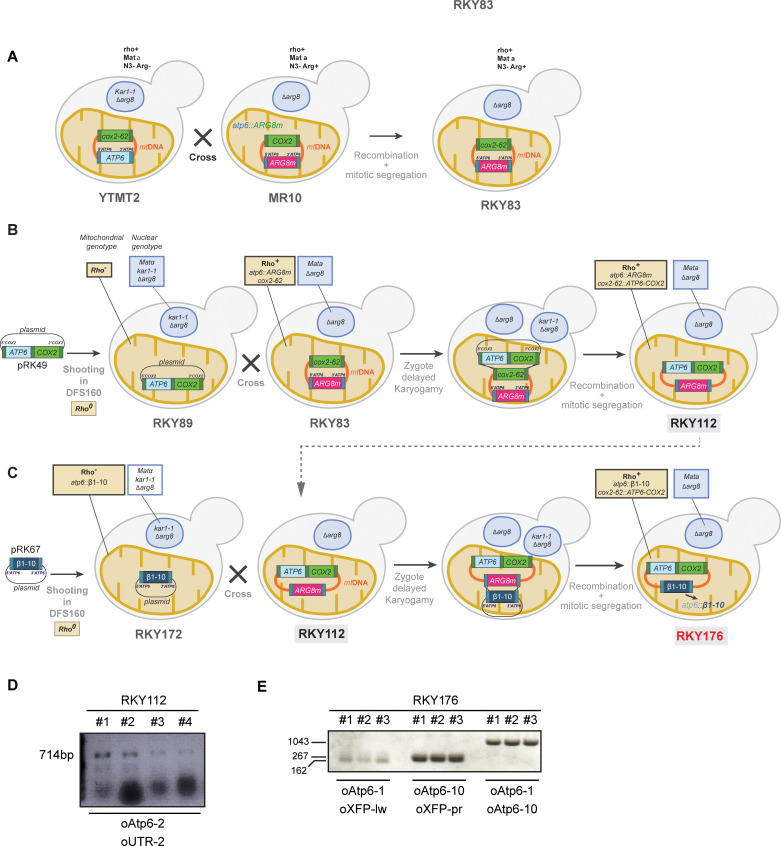 Figure 1—figure supplement 2.