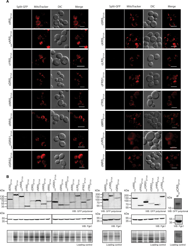 Figure 3—figure supplement 1.