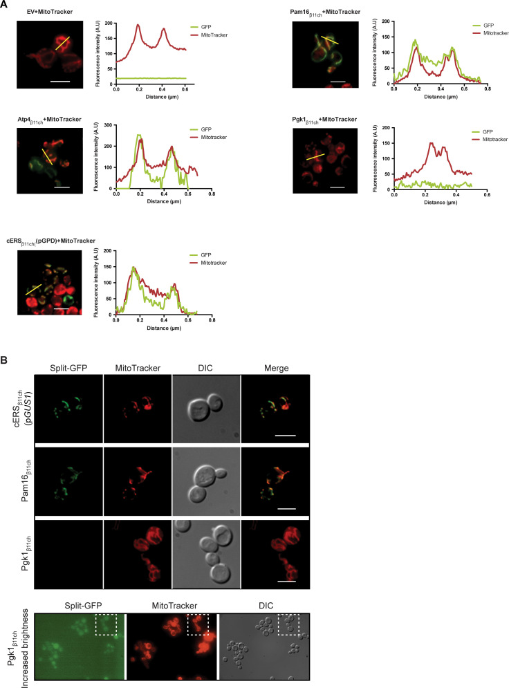 Figure 2—figure supplement 1.