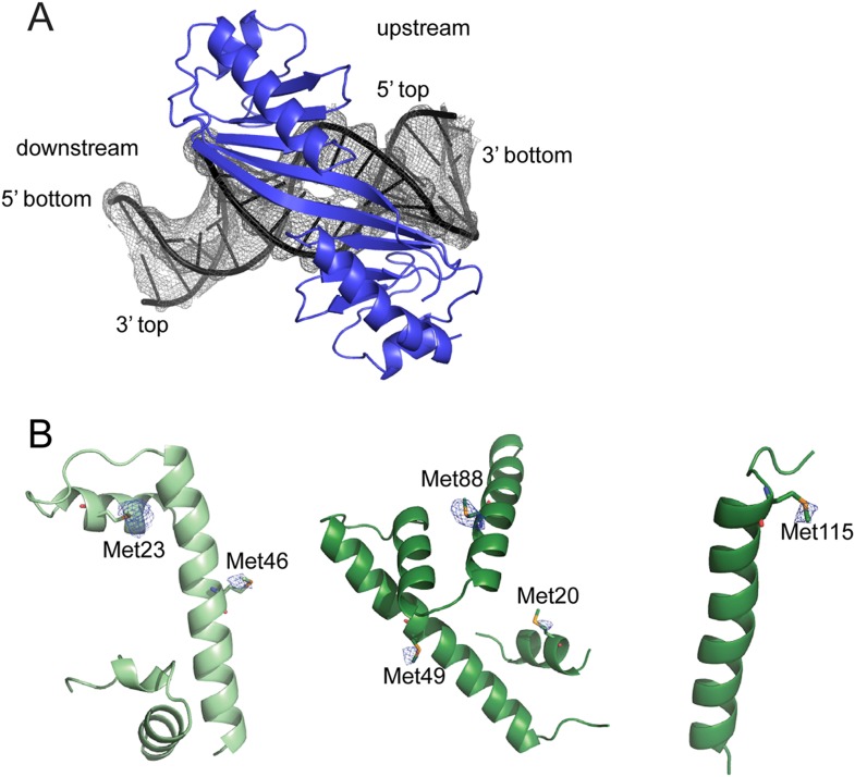 Figure 4—figure supplement 1.