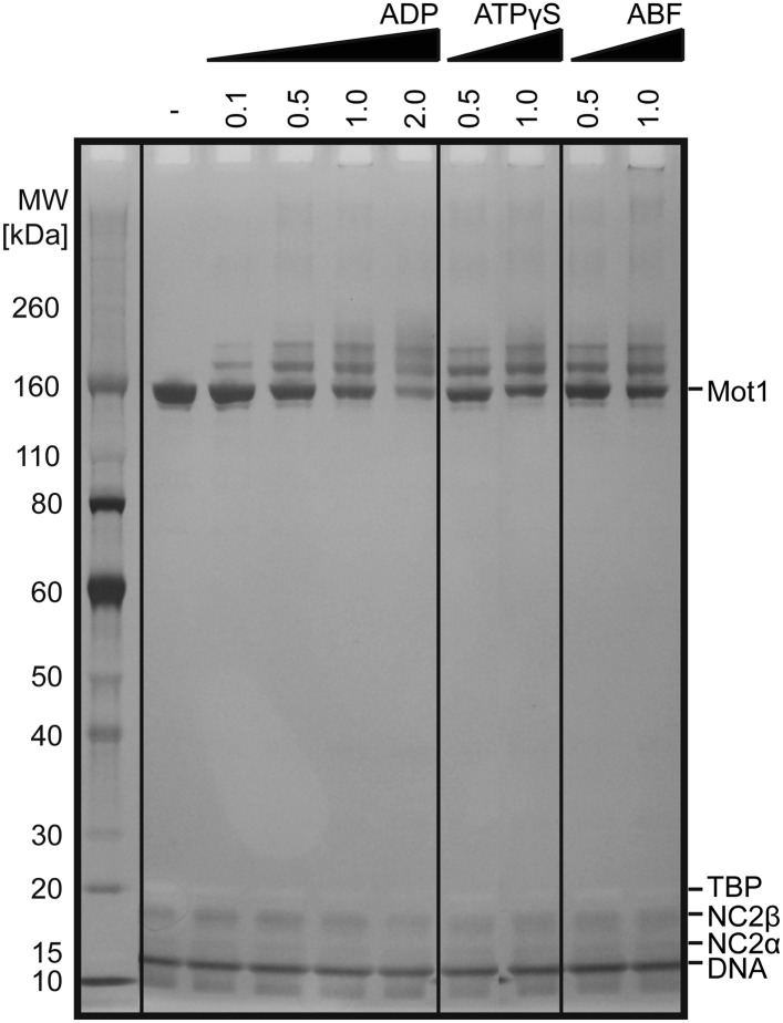 Figure 6—figure supplement 1.