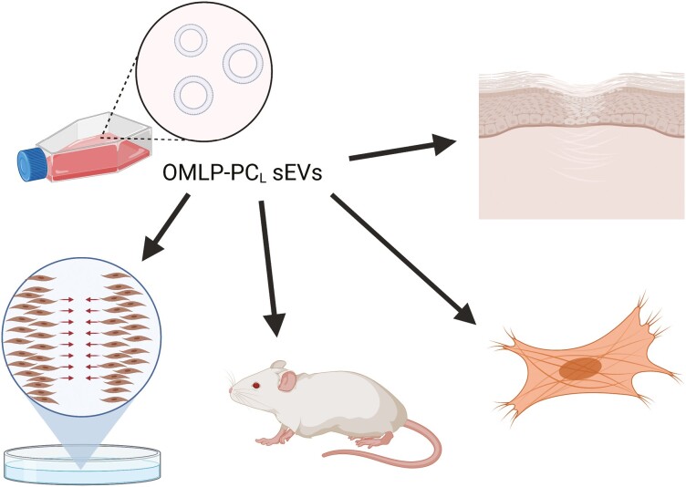 Graphical Abstract