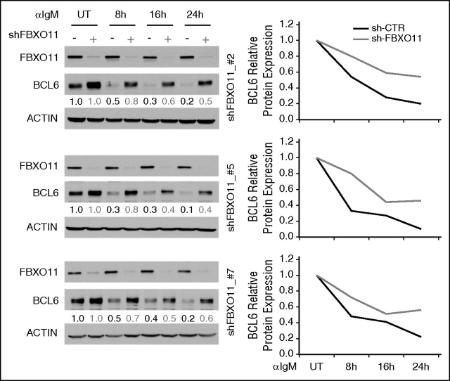 Figure 4. FBXO11 silencing impairs downregulation of BCL6 upon IgM treatment. Immunoblot analysis of FBXO11, BCL6, and actin protein expression in a Burkitt lymphoma cell line (Daudi) treated with IgM in the presence or absence of FBXO11 expression. Three different shRNAs (#2, top; #5, middle; #7, bottom) were used to silence FBXO11 expression. Data were quantitated by densitometric analysis, normalized to actin levels, and graphed relative to untreated cells (right). A representative experiment is displayed out of 2 to 3 independent assays that were performed for each shFBXO11.