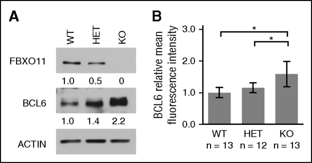 Figure 3. FBXO11 deletion increases BCL6 protein levels in vivo. (A) Immunoblot analysis of FBXO11, BCL6, and actin in GC B cells isolated from spleens of FBXO11+/+-Cγ1cretg/+ (WT), FBXO11fl/+-Cγ1cretg/+ (HET), and FBXO11fl/fl-Cγ1cretg/+ (KO) mice. Protein expression levels were quantitated by densitometric analysis, normalized to actin, and fold changes are displayed relatively to WT. (B) Average BCL6 mean fluorescence intensity measured by flow cytometry analysis and displayed as fold change relative to WT mice. n = number of analyzed mice, average ± SD; *P < .05 (1-way ANOVA).