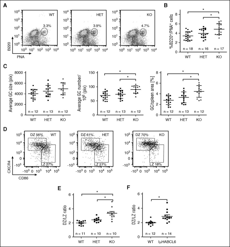 Figure 2. FBXO11 deletion leads to an increase in GC B cells and affects the DZ/LZ ratio. (A) Flow cytometry analysis of splenic mononuclear cells from age-matched FBXO11+/+-Cγ1cretg/+ (WT), FBXO11fl/+-Cγ1cretg/+ (HET), and FBXO11fl/fl-Cγ1cretg/+ (KO) for lectin PNA and the B-cell marker B220. Mice were immunized with SRBCs 10 days prior to the analysis. (B) Percentages of B220+/PNA+ splenic GC B cells. n = number of analyzed mice, average ± standard deviation [SD]; *P < .05 (1-way ANOVA). (C) Average GC size (left), numbers (middle) and GC/spleen area ratios obtained by staining with anti-PNA at least 3 independent spleen sections for each mouse. Pix, pixels. n = number of analyzed mice, average ± SD; *P < .05 (1-way ANOVA). (D) Representative flow cytometry analysis of splenic GC DZ and LZ cells as defined by CXCR4 and CD86 expression. (E) DZ/LZ cell ratios determined as in panel D in FBXO11 WT, HET, and KO mice. n = number of analyzed mice, average ± SD; *P < .05 (1-way ANOVA). (F) DZ/LZ cell ratios in Iμ-HA-BCL6 mice and WT littermates. n = number of analyzed mice, average ± SD; *P < .05 (1-way ANOVA).