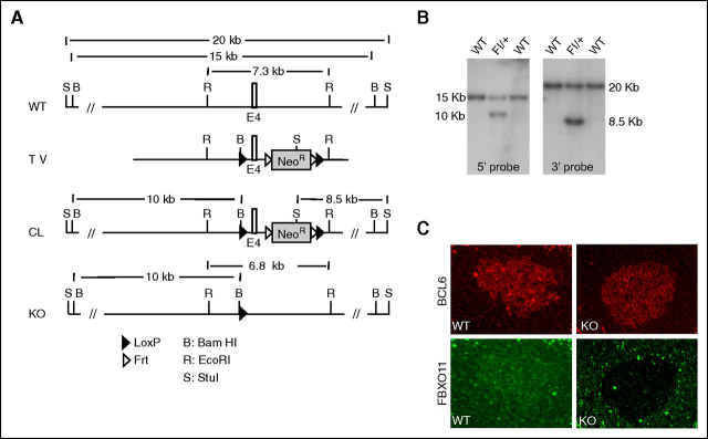 Figure 1. Conditional targeting of FBXO11 in mice. (A) Schematic representation of the FBXO11 targeting strategy. Indicated are restriction sites as well as expected fragment sizes detectable by Southern blot in the WT allele as well as in the targeted allele before and after Flp-mediated deletion of the neomycin-resistance cassette. CL, conditional allele; TV, targeting vector. (B) Southern blot analysis of BamHI digested genomic DNA displays the 15-kb WT band along with the 10-kb band after correct targeting in ES cells using a 5′ probe (left). Southern blot analysis of StuI-digested DNA displays the 20-kb WT band along with the 8.5-kb band after correct targeting in ES cells using a 3′ probe (right). (C) Double immunofluorescence staining of FBXO11 (green) and BCL6 (red) of a GC in FBXO11+/+-Cγ1cretg/+ (WT) and FBXO11fl/fl-Cγ1cretg/+ (KO) mice.