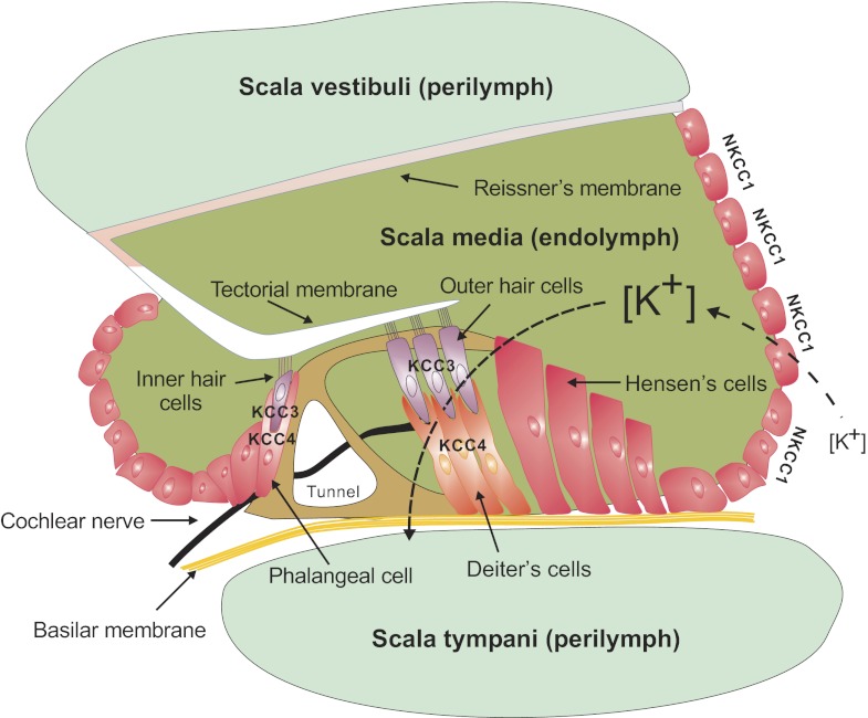 Fig. 10.