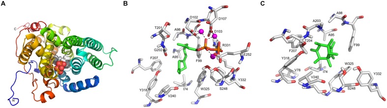 FIGURE 7