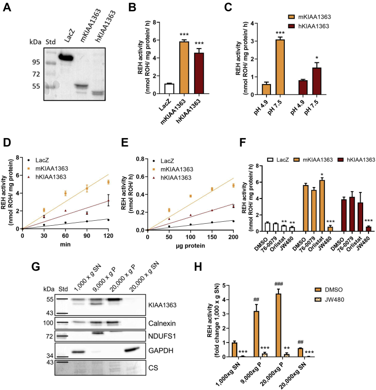 Fig. 1