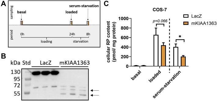 Fig. 2