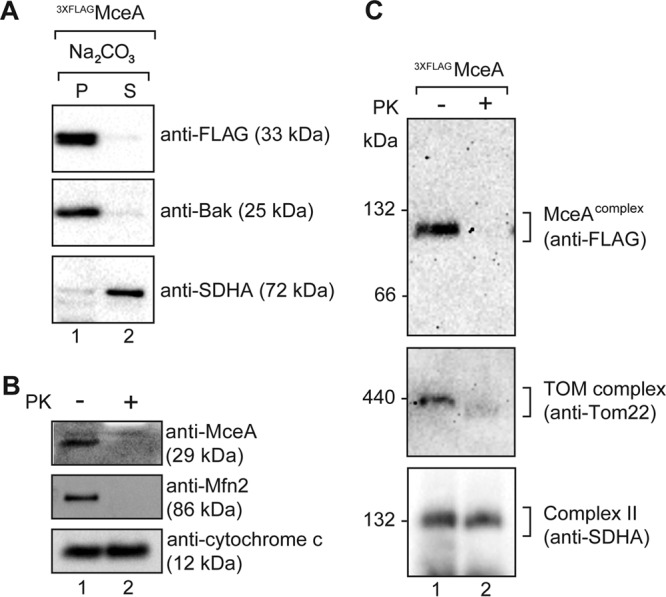 FIG 5