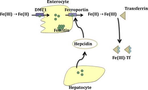 Fig. 1