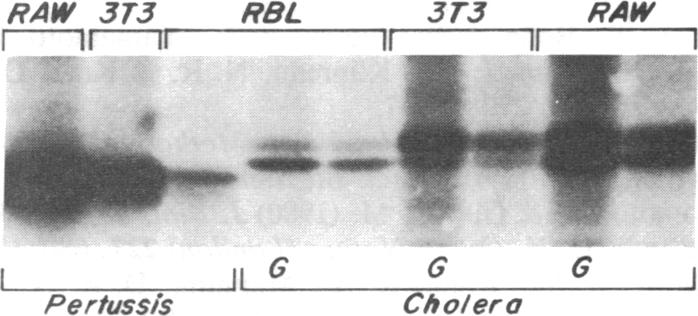 graphic file with name pnas00298-0230-a.jpg