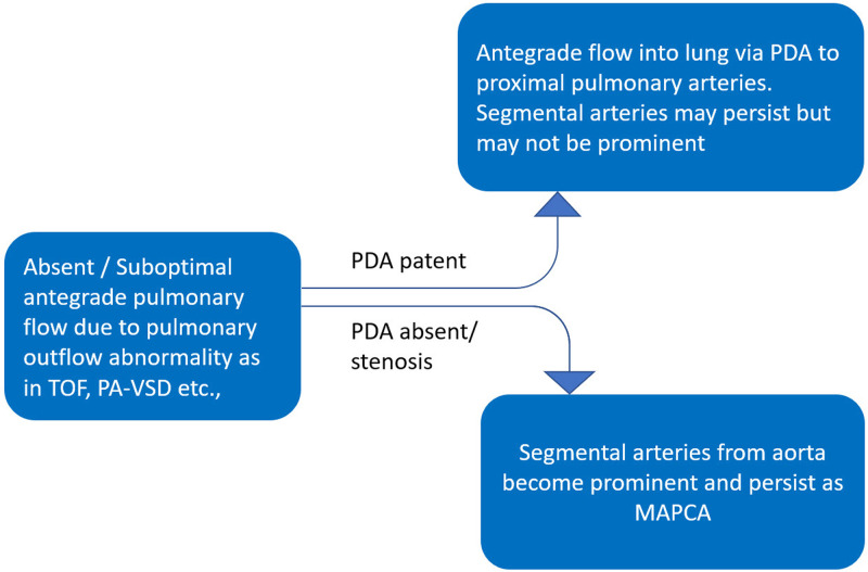 Flowchart shows the development of collateral vessels with regard to the formation of ductus arteriosus. MAPCAs = major aortopulmonary collateral arteries, PA-VSD = pulmonary atresia with ventricular septal defect, PDA = patent ductus arteriosus, TOF = tetralogy of Fallot.