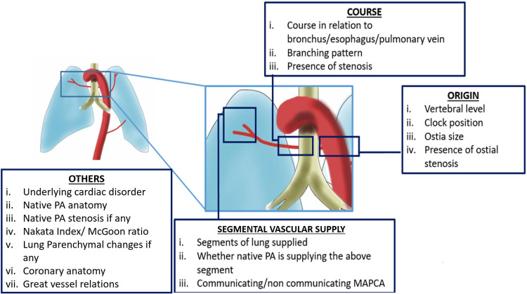 Summary of the key points that should be included with regard to collateral arteries in the radiology report. MAPCA = major aortopulmonary collateral artery, PA = pulmonary artery.