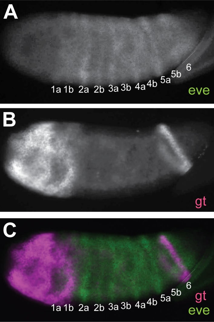 Figure 2—figure supplement 1.