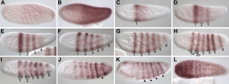 Figure 6—figure supplement 1.