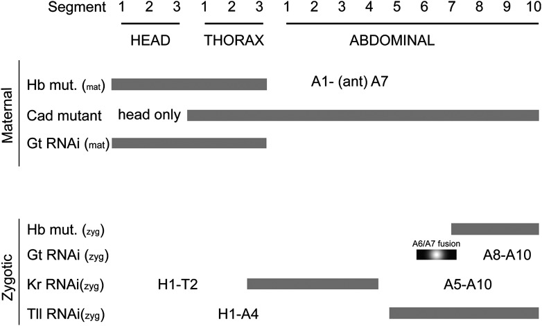 Figure 2—figure supplement 2.