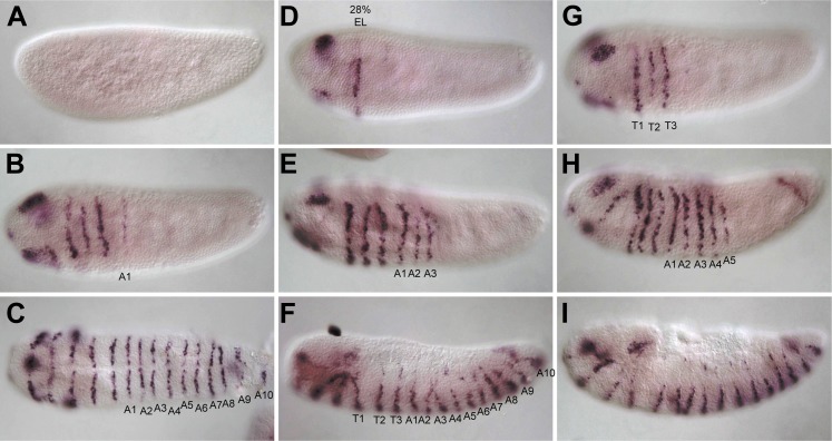 Figure 1—figure supplement 1.