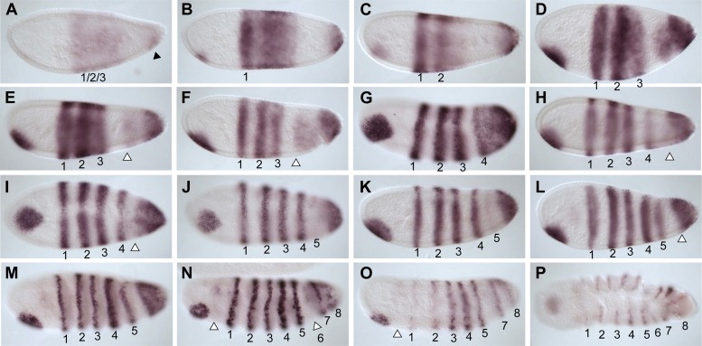 Figure 5.