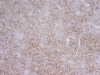 Fig. 7