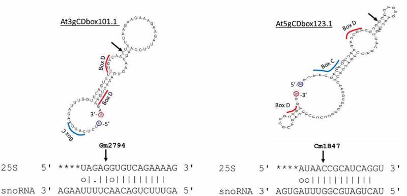 Figure 3.