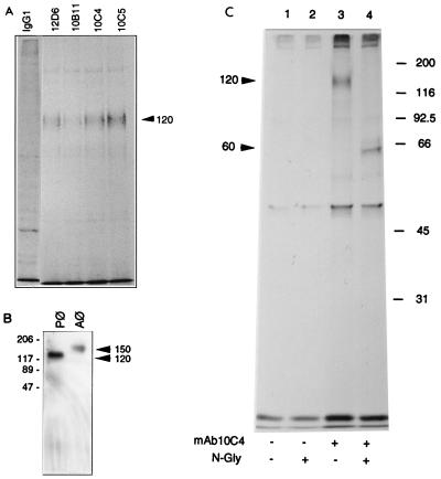 FIG. 1