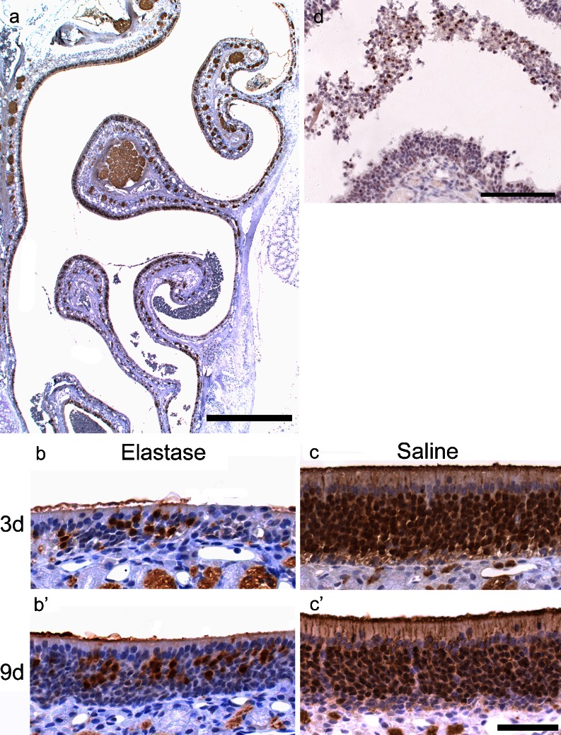 Fig. 12