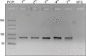 Supplementary Fig. S2B