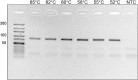 Supplementary Fig. S2A