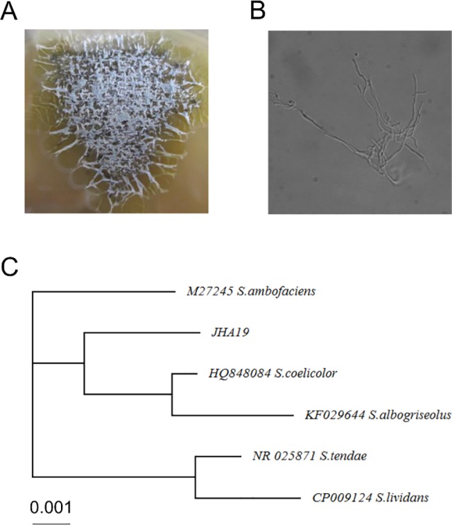 Fig 1