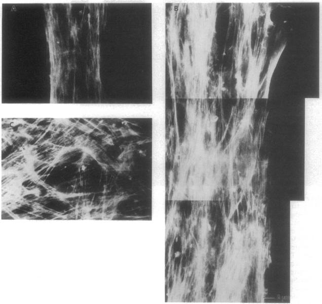 graphic file with name pnas01145-0324-a.jpg
