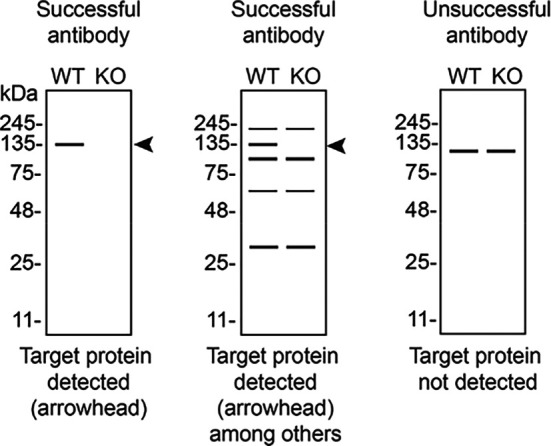 graphic file with name f1000research-13-175953-g0003.jpg