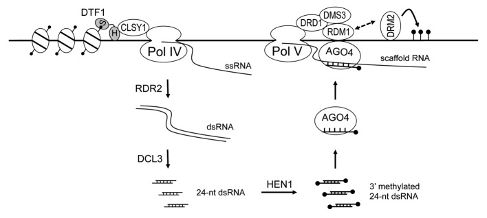 graphic file with name rna-10-1593-g1.jpg