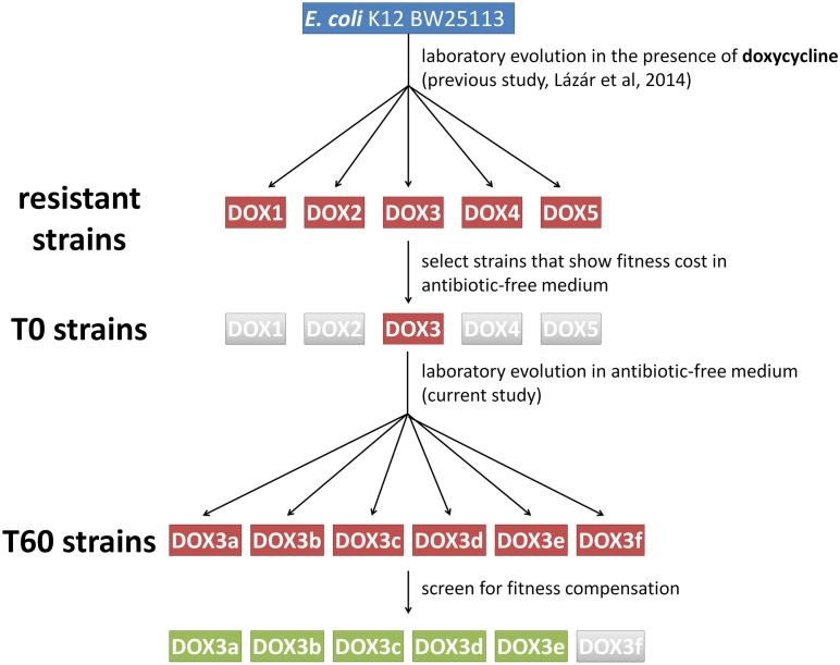 Figure 1—figure supplement 1.