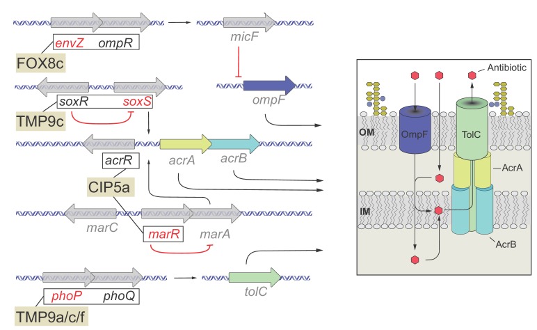 Figure 5—figure supplement 1.