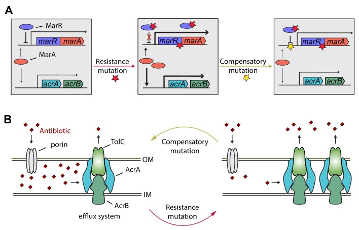 Figure 6.