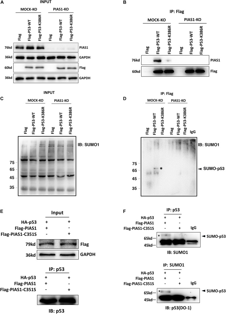 FIGURE 3