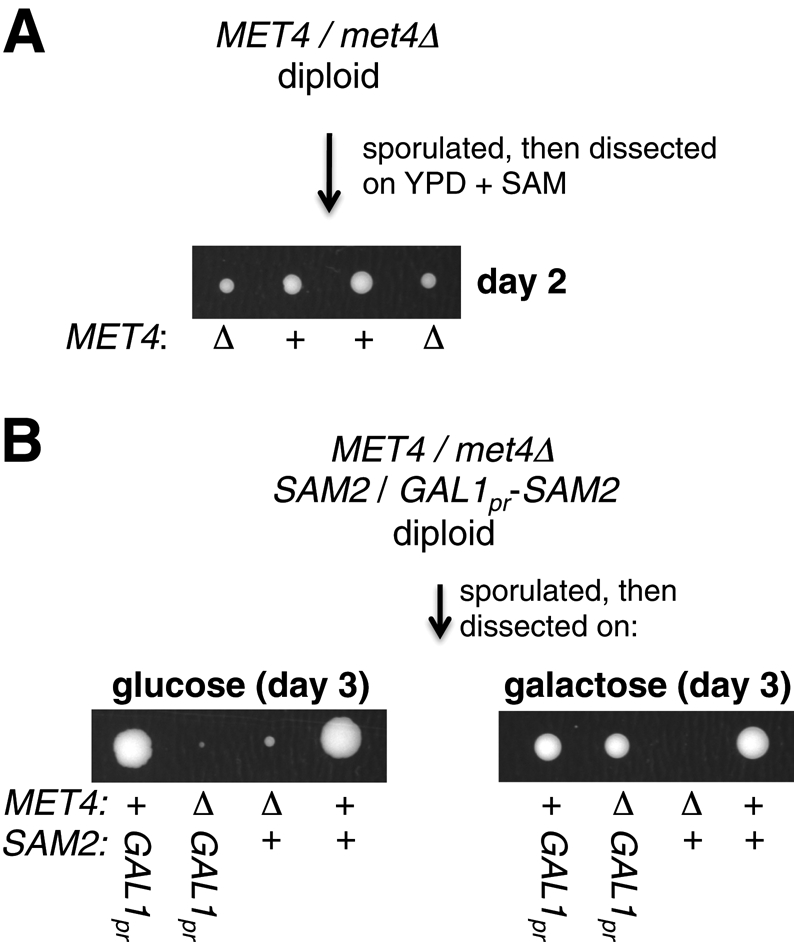 FIGURE 6: