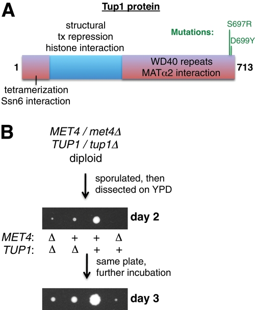 FIGURE 2: