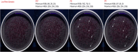 Fig 11
