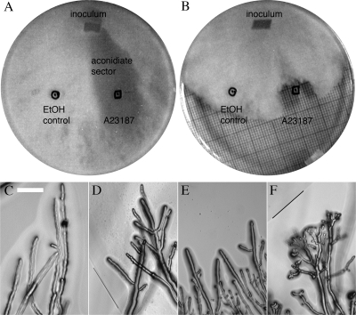 FIG. 2.