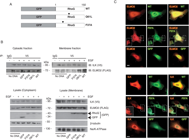 FIGURE 2: