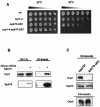 FIG. 4.