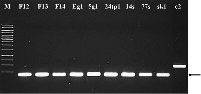 Figure 4