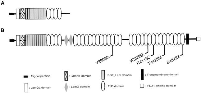 Figure  1