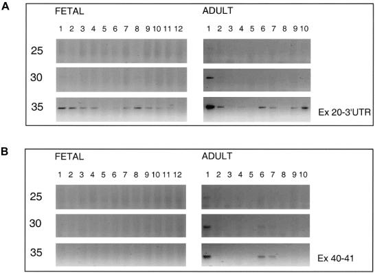 Figure  2