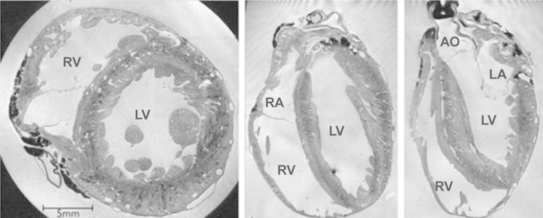 Fig. 2